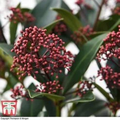 Skimmia Japonica 'Rubella' -Garden Plants SKIM T57538 E