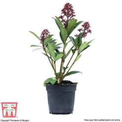 Skimmia Japonica 'Rubella' -Garden Plants SKIM T57538 F