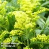 Solidago Canadensis 'Cloth Of Gold' -Garden Plants SOLI CLOTHOFGO 64646