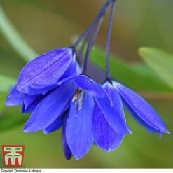 Sollya Heterophylla 'Ultra Blue' -Garden Plants SOLL KB2764 A