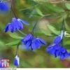 Sollya Heterophylla 'Ultra Blue' -Garden Plants SOLL KB2764 B1