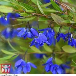 Sollya Heterophylla 'Ultra Blue' -Garden Plants SOLL KB2764 C