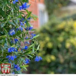 Sollya Heterophylla 'Ultra Blue' -Garden Plants SOLL KB2764 D