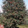 Sorbus Hybrida L. 'Gibbsii' -Garden Plants SORB TKA2133 A