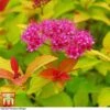 Spiraea Japonica 'Magic Carpet' -Garden Plants SPIR T58494 A