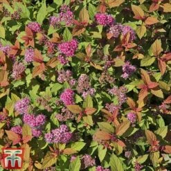 Spiraea Japonica 'Magic Carpet' -Garden Plants SPIR T58494 D