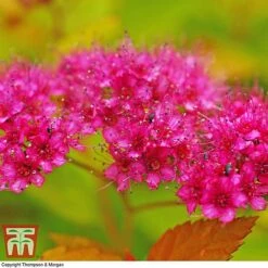 Spiraea Japonica 'Magic Carpet' -Garden Plants SPIR T58494 E