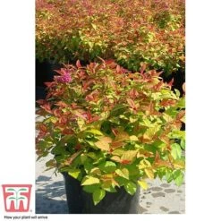 Spiraea Japonica 'Magic Carpet' -Garden Plants SPIR T58494 F