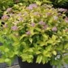 Spiraea Japonica 'Gold Mound' -Garden Plants SPIR T62085 A h