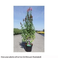 Spiraea X Billardii -Garden Plants SPIR T66455 A h