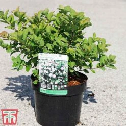 Spiraea Betulifolia 'Pink Sparkler' -Garden Plants SPIR TKA3526 A