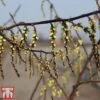 Stachyurus Chinensis 'Celina' -Garden Plants STAC TKA3530 A