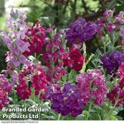 Stock 'Most Scented Mix' -Garden Plants STOC P6106 C