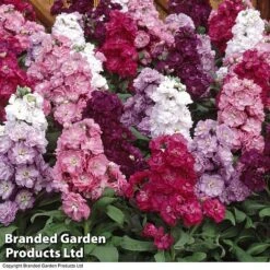 Stock 'Most Scented Mix' -Garden Plants STOC P6106 D