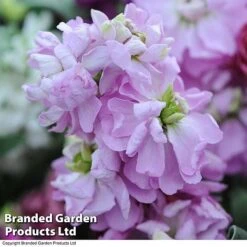 Stock 'Most Scented Mix' -Garden Plants STOC P6106 E