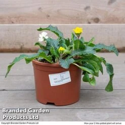 Stock 'Most Scented Mix' -Garden Plants STOC P6106 F