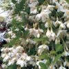 Styrax Japonicus 'Fragrant Fountain' 2 Styrax Japonicus 'Fragrant Fountain' -Garden Plants STYR T63190 A h