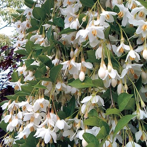 Styrax Japonicus 'Fragrant Fountain' 3 Styrax Japonicus 'Fragrant Fountain'