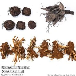 Summer Plant Collection -Garden Plants SUMM KF4124 ARRIVE1