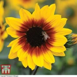 Sunflower SunBelievable™ 'Brown Eyed Girl' -Garden Plants SUNB TKA1036 B
