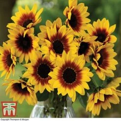Sunflower SunBelievable™ 'Brown Eyed Girl' -Garden Plants SUNB TKA1036 C