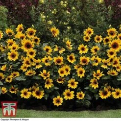 Sunflower SunBelievable™ 'Brown Eyed Girl' -Garden Plants SUNF TKA1036 F