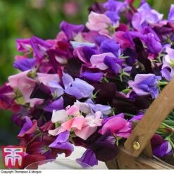 Sweet Pea Duo -Garden Plants SWE WKB9969 D