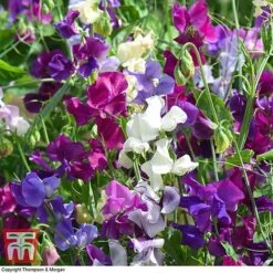 Sweet Pea Duo -Garden Plants SWE WKB9969 E