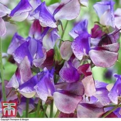 Sweet Pea Duo -Garden Plants SWE wkb9969 C