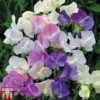 Sweet Pea 'Scent Infusion' 1 Sweet Pea 'Scent Infusion' -Garden Plants SWEE T17016 A1