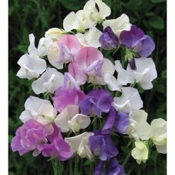 Sweet Pea 'Scent Infusion' -Garden Plants SWEE T17016 A h