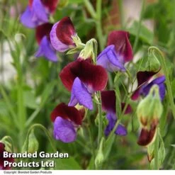 Sweet Pea 'Matucana' -Garden Plants SWEE MATUCANA T18892