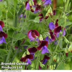 Sweet Pea 'Matucana' -Garden Plants SWEE MATUCANA T18893