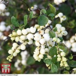 Symphoricarpos 'Magical Galaxy' -Garden Plants SYMP 6648 A2