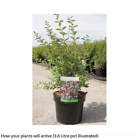 Symphoricarpos 'Magical Candy' 4 Symphoricarpos 'Magical Candy' - Image 2