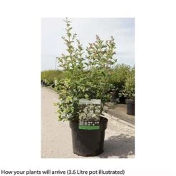 Symphoricarpos 'Magical Galaxy' -Garden Plants SYMP T66484 B h