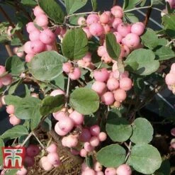 Symphoricarpos X Doorenbosii 'Amethyst'