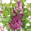 Lilac 'Bloomerang Dark Purple' 1 Lilac 'Bloomerang Dark Purple' -Garden Plants SYRI T68533 B