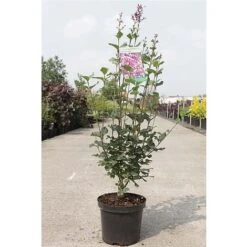 Lilac 'Bloomerang Dark Purple' -Garden Plants SYRI T68533 B h