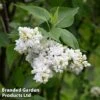 Syringa Vulgaris 'Madame Casimir Périer'