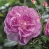 'Saphir' Shrub Rose -Garden Plants Saphir 4