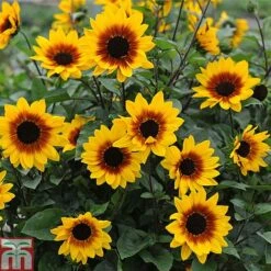 Sunflower SunBelievable™ 'Brown Eyed Girl' -Garden Plants Sunbelieveable 2