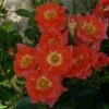 'Sunseeker' Patio Shrub Rose -Garden Plants Sunseeker Dicracer ce84e68f 7502 4935 92e5 1794252fcbf2