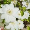 Clematis 'Guernsey Cream' -Garden Plants T16910 CLEM 11