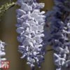 Wisteria 'Caroline' -Garden Plants T55074 WIST 1