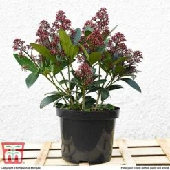 Skimmia Japonica 'Rubella' -Garden Plants T57538 arrival