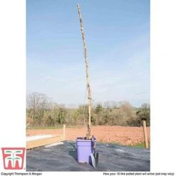 Wisteria Sinensis 'Prolific' 15 Wisteria Sinensis 'Prolific' -Garden Plants T57979 arrival 10l
