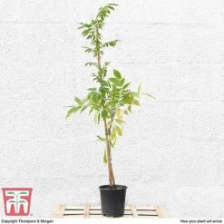 Wisteria Sinensis 'Prolific' 14 Wisteria Sinensis 'Prolific' -Garden Plants T57979 arrival