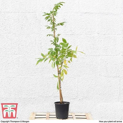 Wisteria Sinensis 'Prolific' 7 Wisteria Sinensis 'Prolific' - Image 5