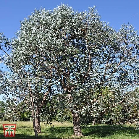 Eucalyptus Gunnii 4 Eucalyptus Gunnii - Image 2